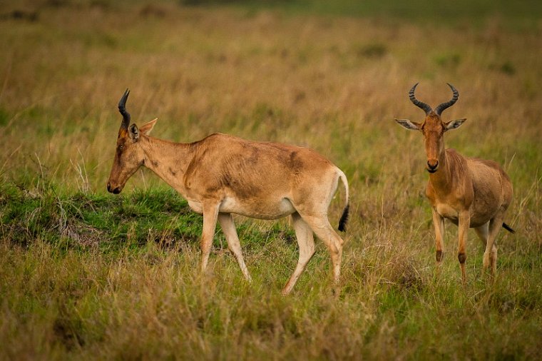 130 Masai Mara, hartenbeesten.jpg